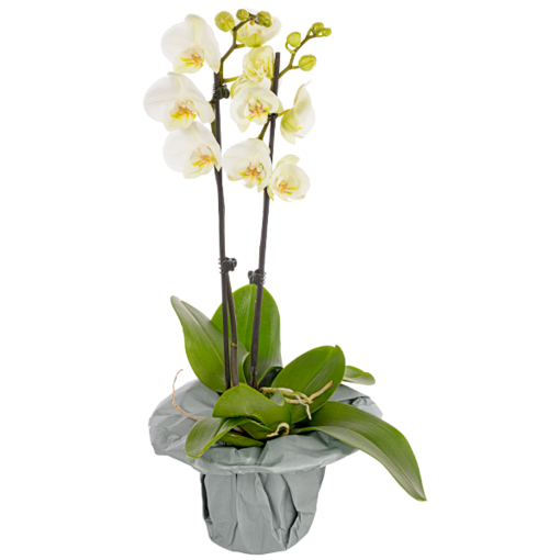 Weiße Orchidee im Topf