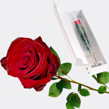 Rote Fairtrade Premiumrose in edler Verpackung