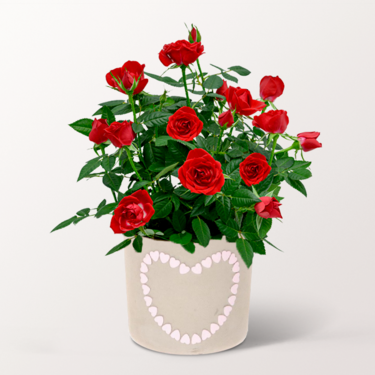 Rote Rose im Topf