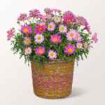 Pink Daisy in a Sea Grass Basket