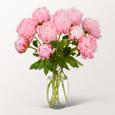 Wonderful Light Pink Peonies in a Bunch with vase & 3 Ferrero Giotto