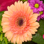 Blumenstrauß Sommerliebe mit Vase & Ferrero Giotto 3er
