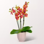 Orange Orchidee im Keramiktopf
