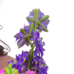 Blumenstrauß Herzlich mit Vase & Ferrero Giotto 3er