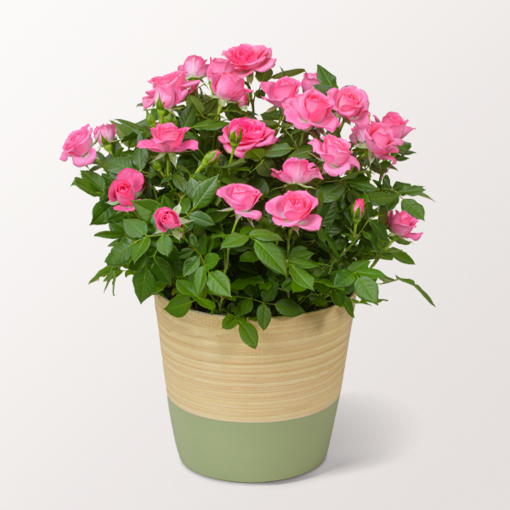 Rosa Rose im hübschen Korb