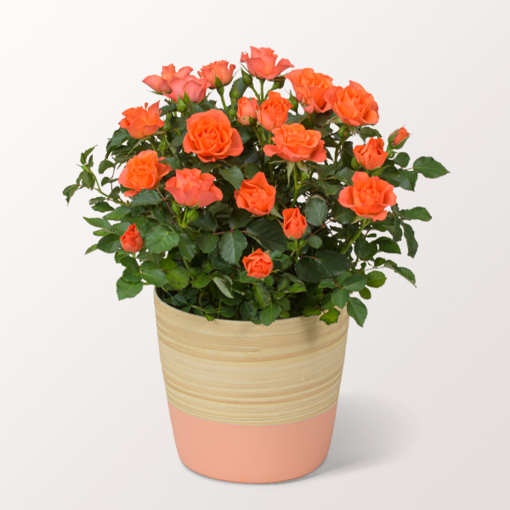 Orange Rose in a Pot
