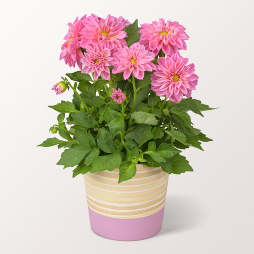 Rosa Dahlie im passenden Topf