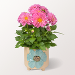 Rosa Dahlie im passenden Topf