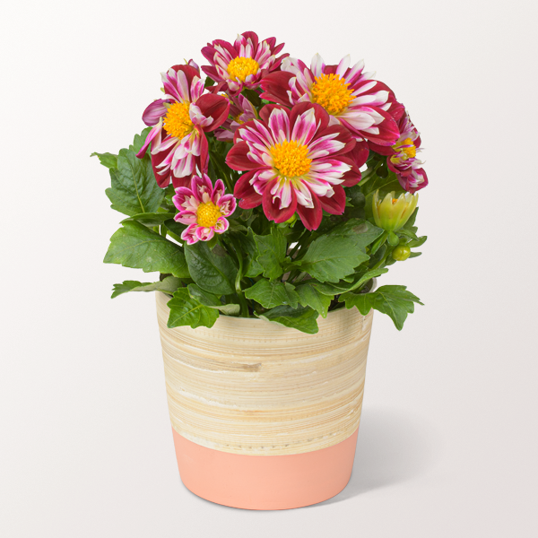 Extraordinary Red-White Dahlia in a Pot