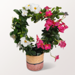 Dipladenia in Herzform