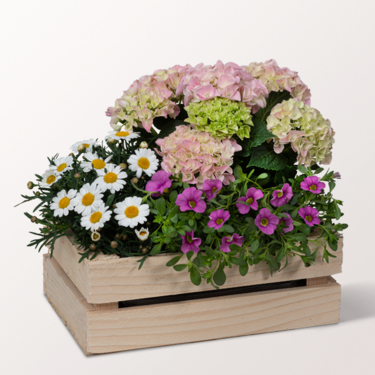 Garden Dream in a Wooden Box